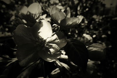 Close-up of wilted flowering plant on field