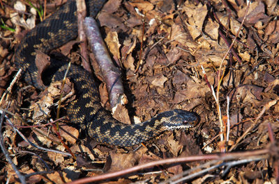 animal