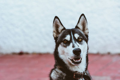 Close-up portrait of husky