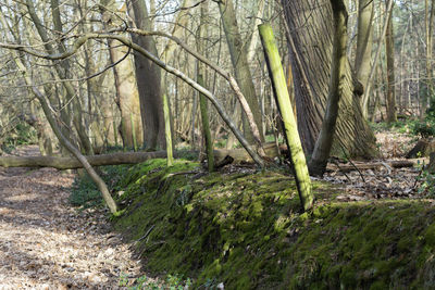 Trees in forest