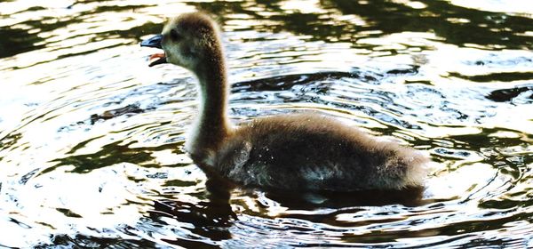 Close up of young bird in water