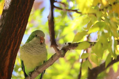 Close-up of bird perching on tree