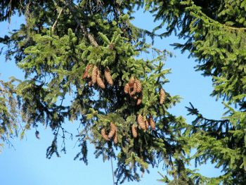 Low angle view of tree against clear sky