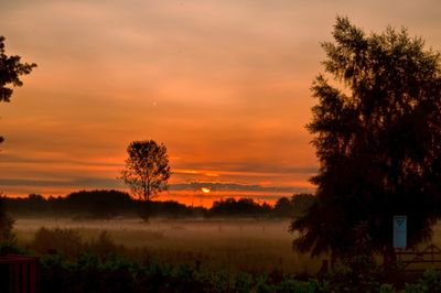 Trees on field against sky during sunset