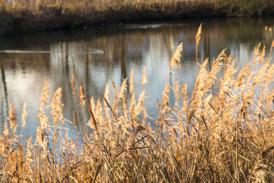 Plants in lake