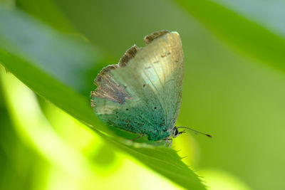 Close-up of butterfly on leaf