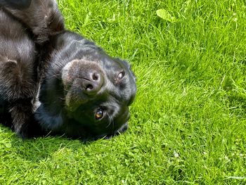 Portrait of a rabbit on field