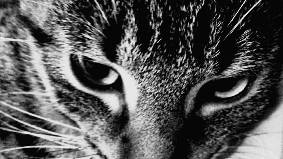 animal themes, one animal, close-up, animal head, domestic cat, animal eye, cat, looking at camera, animal body part, whisker, portrait, feline, full frame, part of, mammal, domestic animals, pets, backgrounds, detail, staring