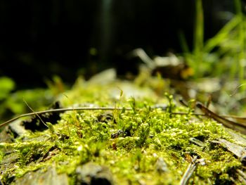 Close-up of plant growing in forest