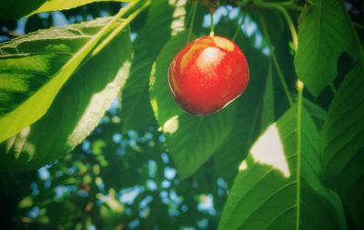 Close-up of strawberry growing on tree