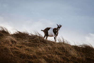 View of a horse on field