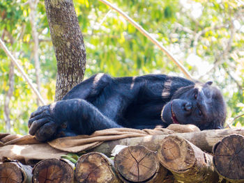 Monkey resting on tree in forest