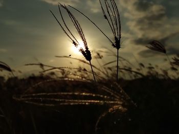 Close-up of grass against sky during sunset