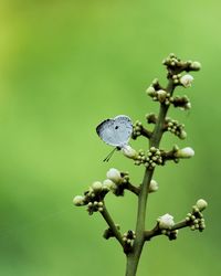 The pollinator... quaker butterfly