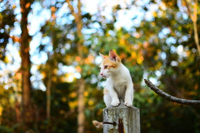 Low angle view of cat sitting on tree