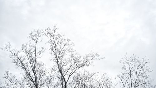 Low angle view of tree against sky