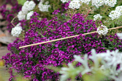 Close-up of purple flowering plants in garden