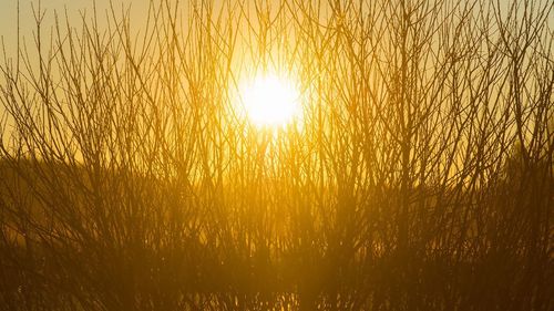 Plants growing on field at sunset