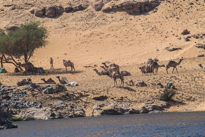 Camels in desert by lake
