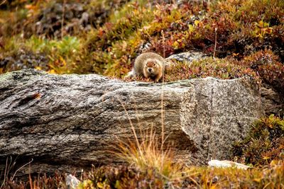 Portrait of lizard on rock