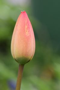 Close-up of pink flower bud