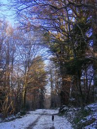 Snow covered trees in forest