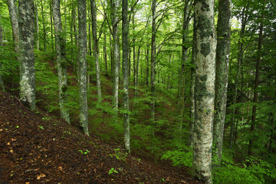 Scenic view of forest