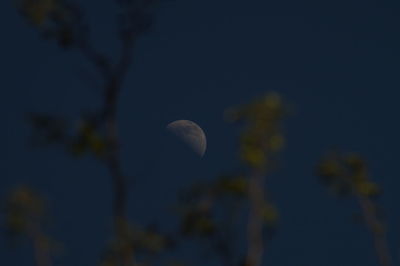 Low angle view of moon in sky at night