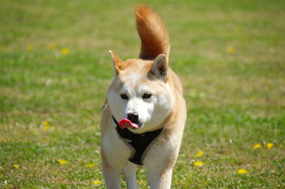 Dog looking away on field