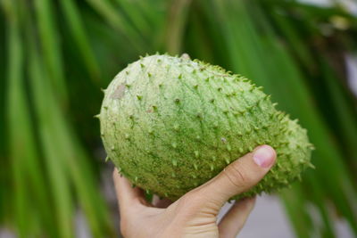 Close-up of hand holding fruit