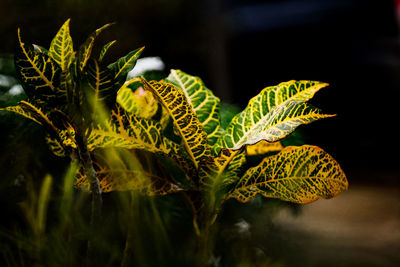 Close-up of leaves