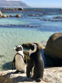 High angle view of penguins on rock at boulder beach