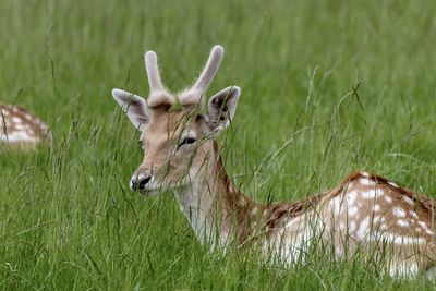 Deer resting on grassy field