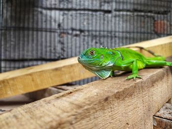 Close-up of green lizard on wood