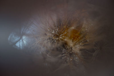 Close-up of dandelion flower