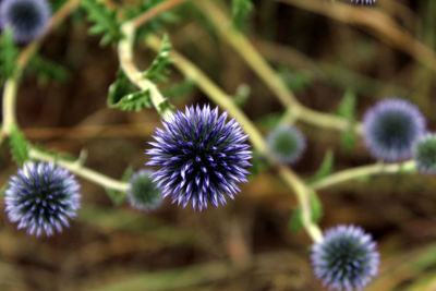 Close-up of purple flower blooming outdoors