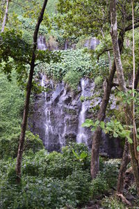 Scenic view of waterfall in forest