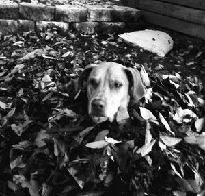 High angle portrait of dog on leaves