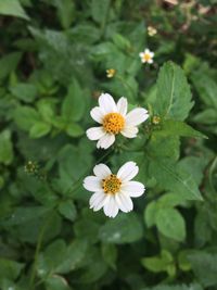 Close-up of white flowers