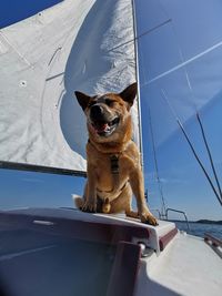 Low angle view of a dog against the sky