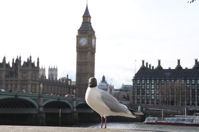 Seagull perching on bridge over river in city against sky