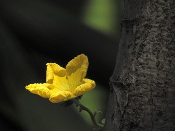 Close-up of yellow flower