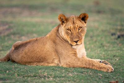 Lioness looking away