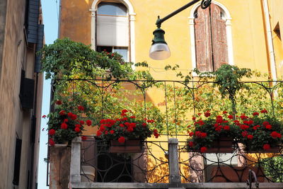 Low angle view of potted plants on street by building