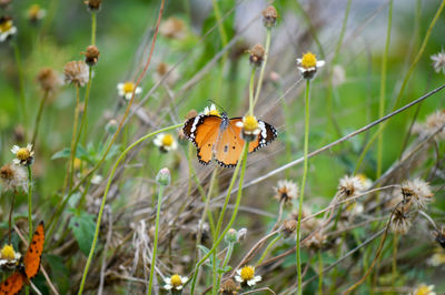 Close-up of butterfly pollinating on flower