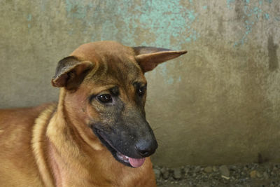 Close-up portrait of a dog