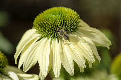 Close-up of yellow flower