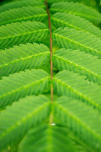 Close-up of fresh green leaf