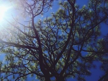 Low angle view of bare tree against sky