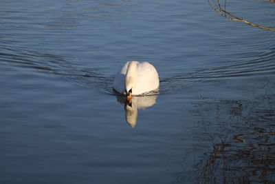 High angle view of white  swan swimming in lake